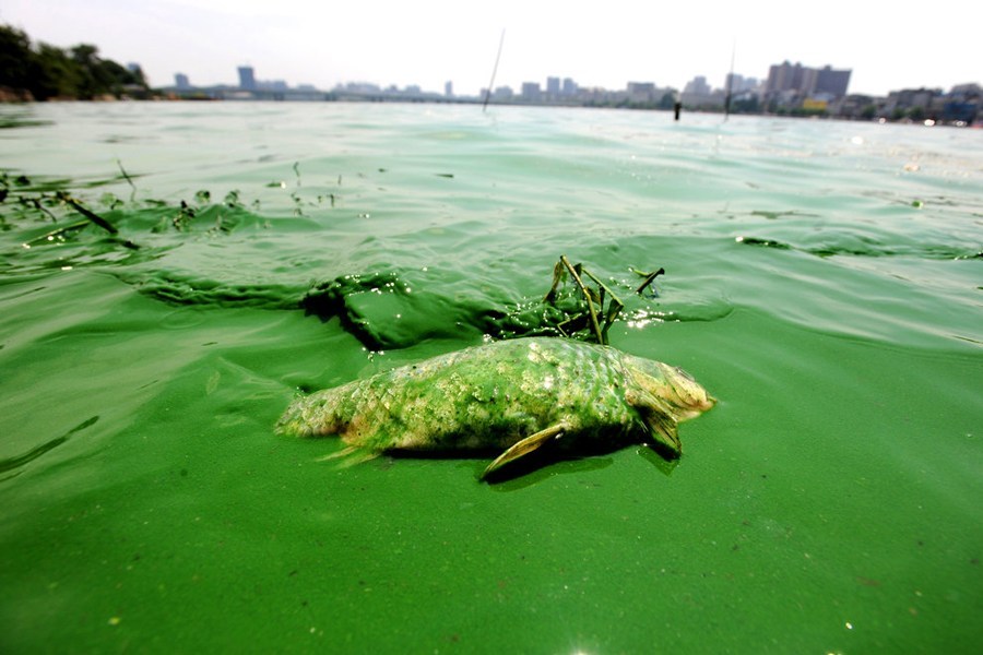 湖泊常见的浮游生物,湖泊出现奇特生物