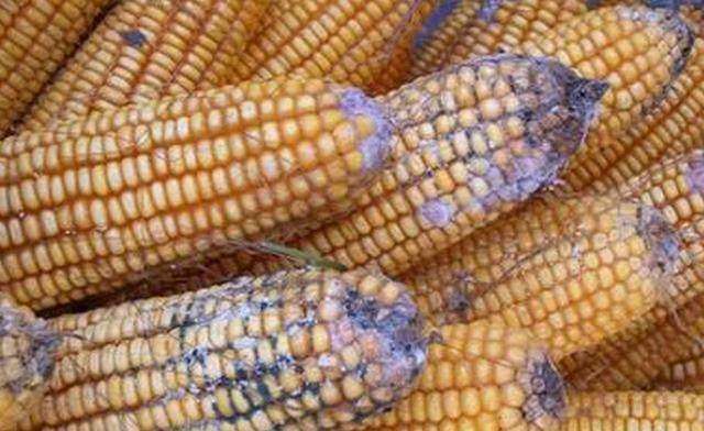 黄曲霉菌毒素的危害,对虾饲料中黄曲霉毒素