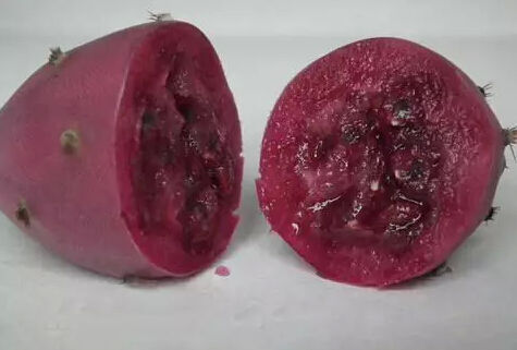 多肉植物能吃吗知乎问答,多肉植物能吃吗视频