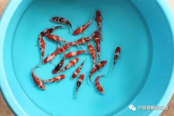 想要养条大鱼,想要养一条小鱼