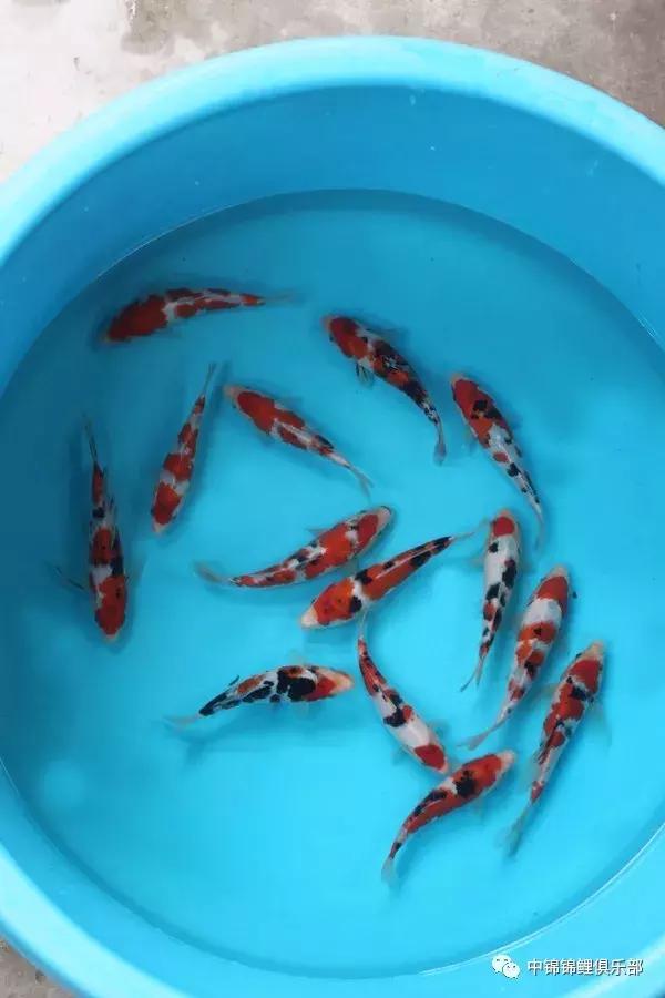 想要小鱼苗长得快,新手养什么鱼苗好