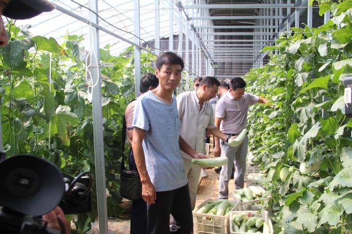 河南新乡延津:蒙金地里的羊角蜜甜瓜熟了