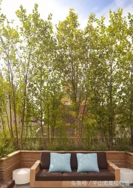 她用三年时间打造了一片露台花海,露台打造花海