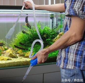 鱼缸换水注意事项及正确方法,鱼缸换水周期及注意事项