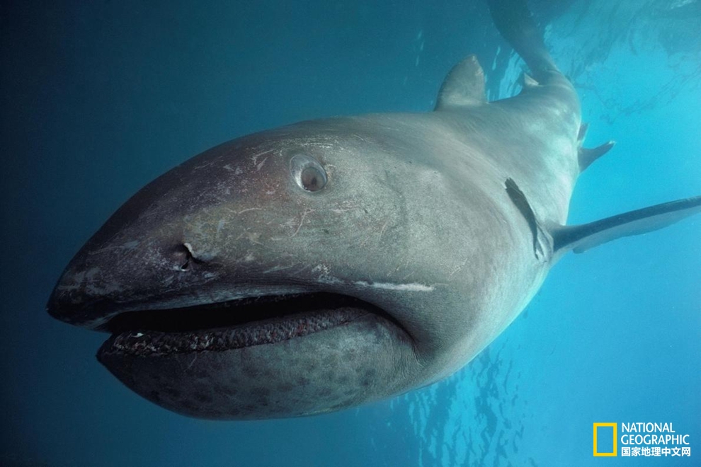 鲨鱼冷知识：六种罕见鲨鱼，你认识几种？