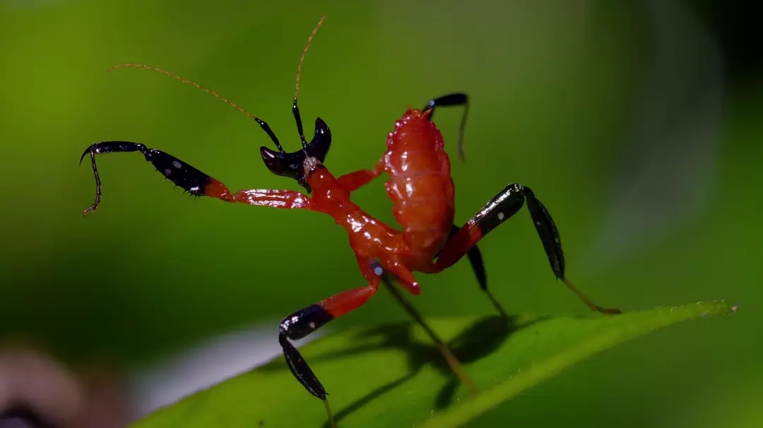 十部震撼神级片,9部堪称神作的纪录片火山