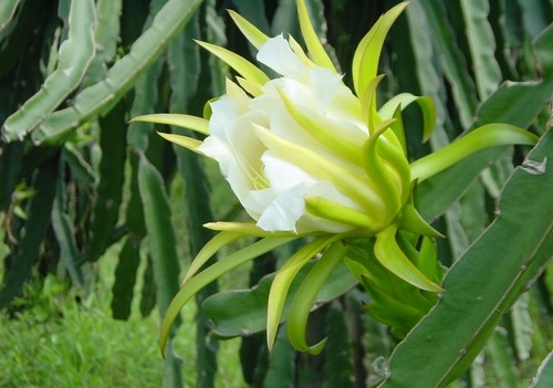 家里养龙骨在风水上有什么讲究,家里养龙骨的寓意