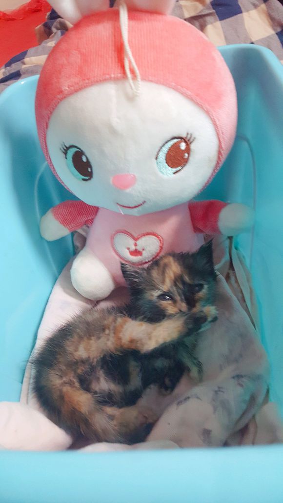 捡的流浪猫驱虫,儿子捡到了只猫带回了家