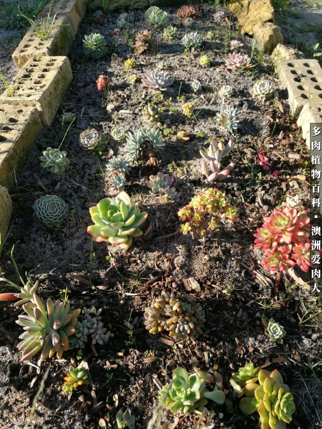 最耐晒的八款多肉,暖阳下的多肉美的不得了