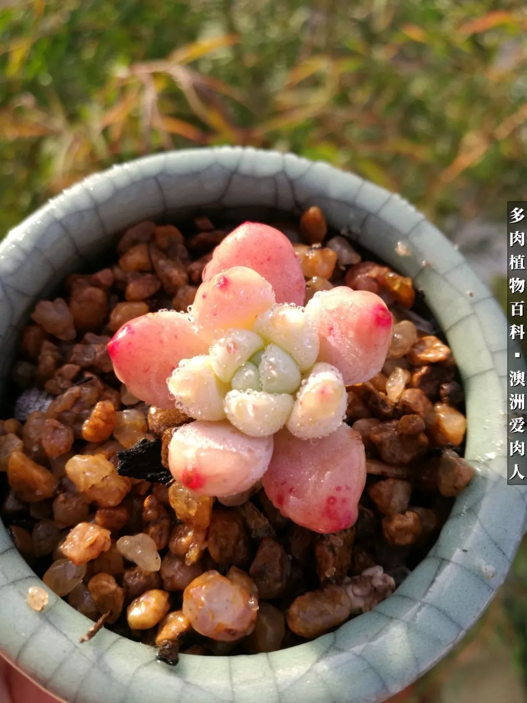 最耐晒的八款多肉,暖阳下的多肉美的不得了