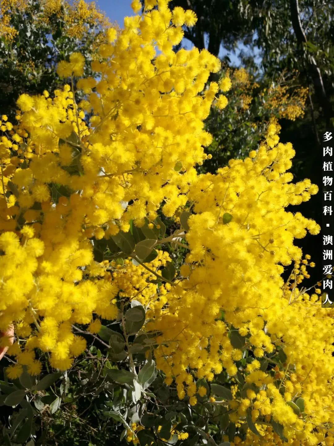 最耐晒的八款多肉,暖阳下的多肉美的不得了