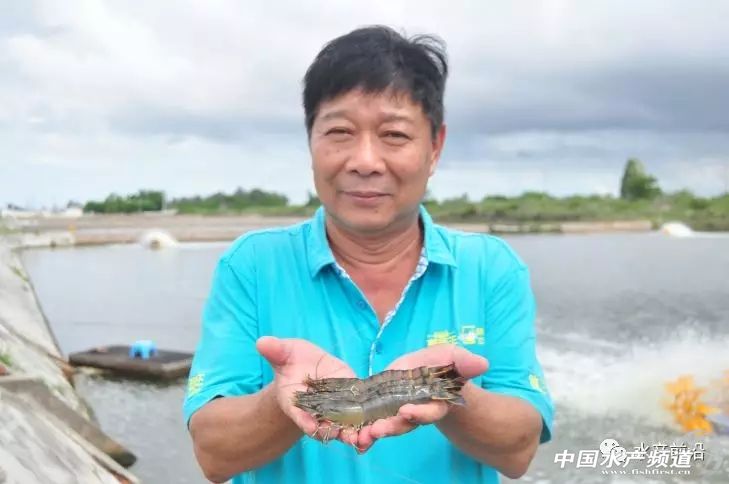 新品种“白金钢”！源自非洲亚丁湾，抗病力强，适应性广，到底什么来头？