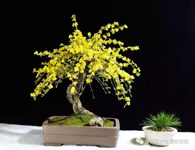 迎春盆景的养护方法,栽花后的养护