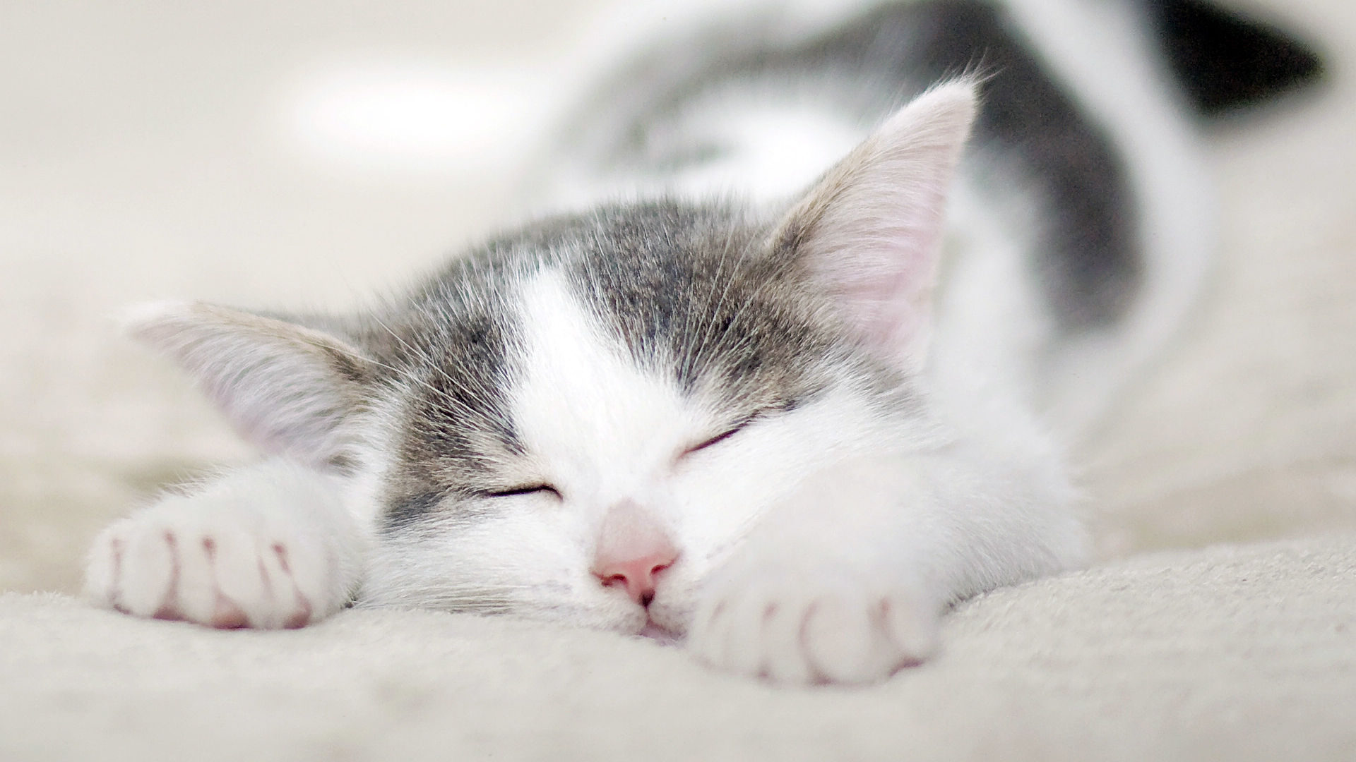 为什么足球叫football,足球真的是football吗