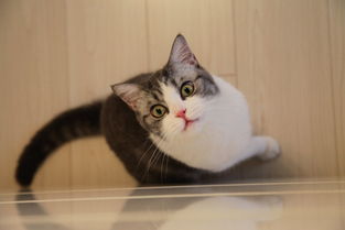 为什么足球叫football,足球真的是football吗