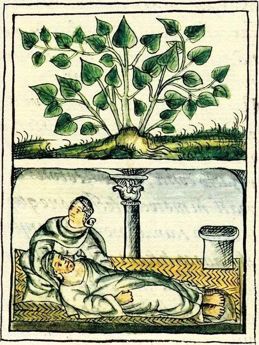 为什么外国人可以接受鱼腥草,外国人有多抗拒鱼腥草