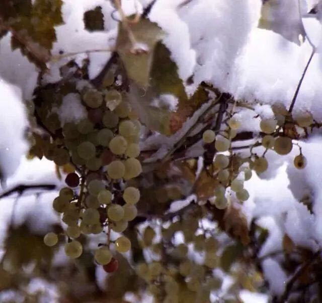 为什么加拿大盛产冰酒,加拿大十大著名冰酒是什么