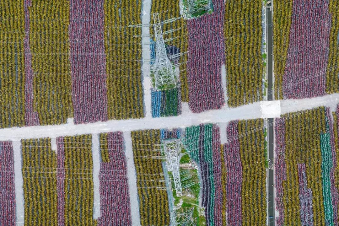共享单车坟场图,共享单车坟场全记录