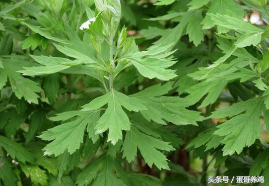 养鸡普发“冷应激”,老兽医透漏一绝招,再也不怕鸡感冒了!