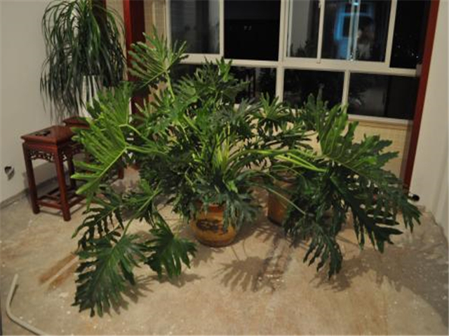 龟背竹的养殖方法及注意事项,土培龟背竹根部有些腐烂处理