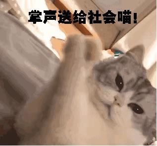 选情凉凉同僚不挺姚文智提喵上阵不料一个动作惹怒全台“猫奴”