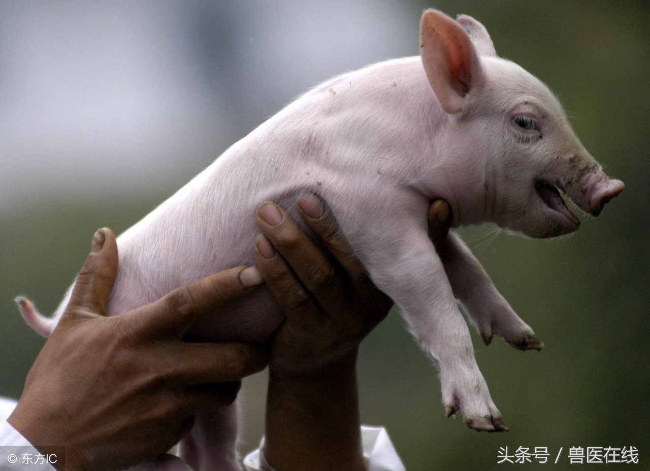 小猪出生多久剪牙最好,小猪剪牙什么时间最好