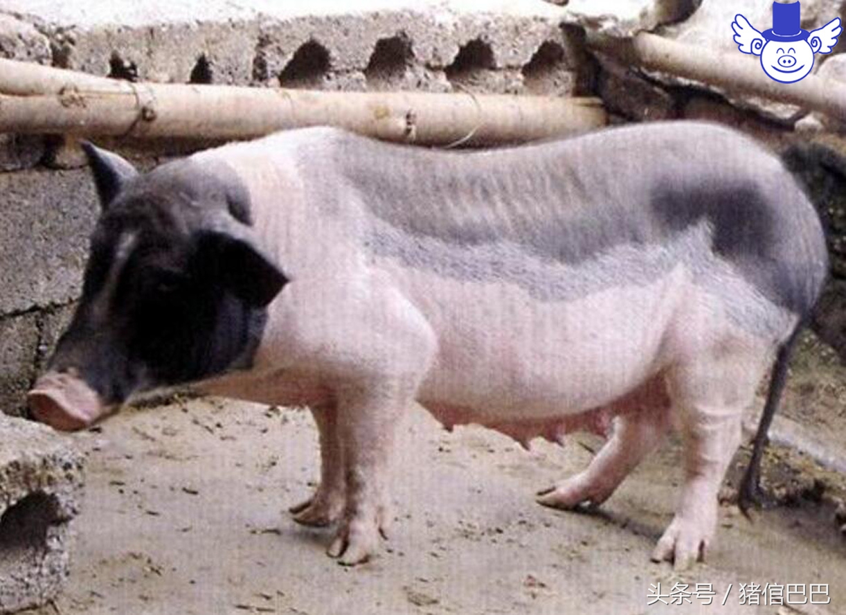妊娠期母猪便秘的四个主流应对方案，无需用药轻松解决