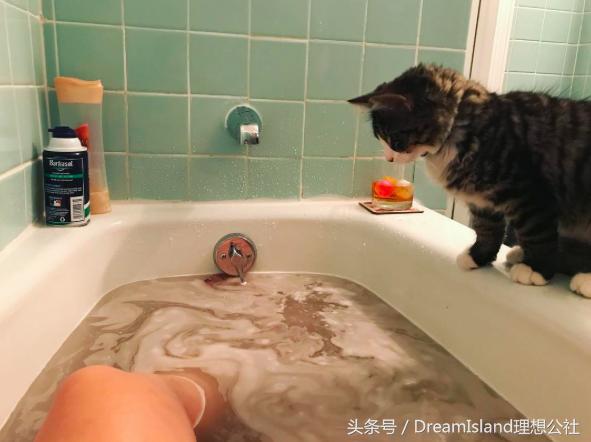 扶摇阮经天和师尊,扶摇里阮经天和杨幂