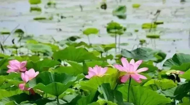 去沈阳哪里看荷花好玩一点,沈阳荷花旅游文化节时间
