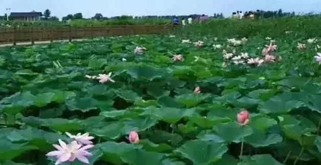 去沈阳哪里看荷花好玩一点,沈阳荷花旅游文化节时间