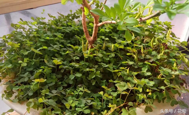 三叶草铺面效果,三叶草的副作用是什么