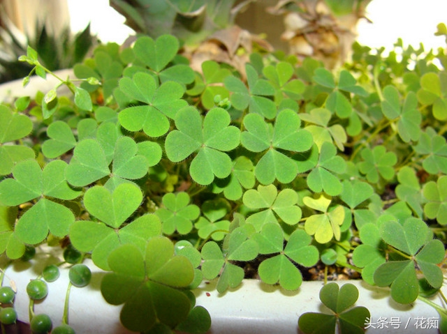 花盆里长很多三叶草怎么消灭,花盆三叶草