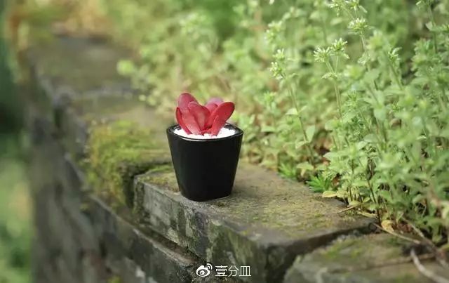 多肉每天光照好看吗,光照过强多肉反而颜色不好看