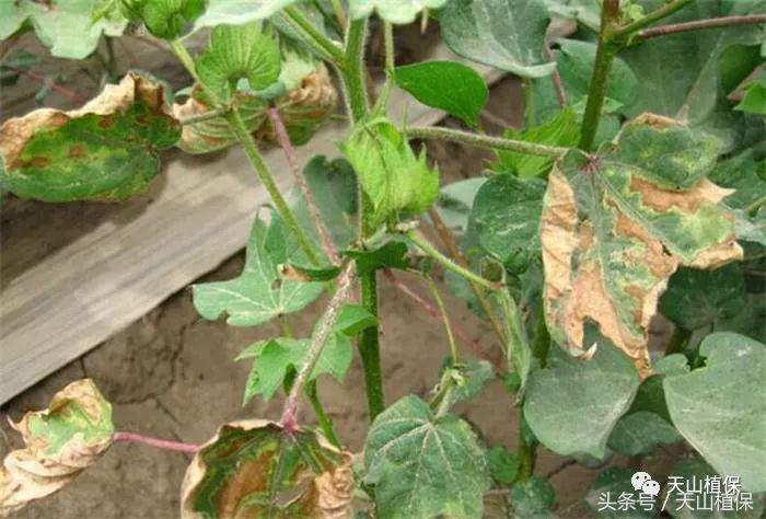 棉花枯黄萎病最新最详细防治方法,棉花黄萎病防治方案