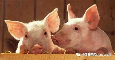 限养区新建猪场能强拆吗,禁养区养殖场拆除有补贴吗