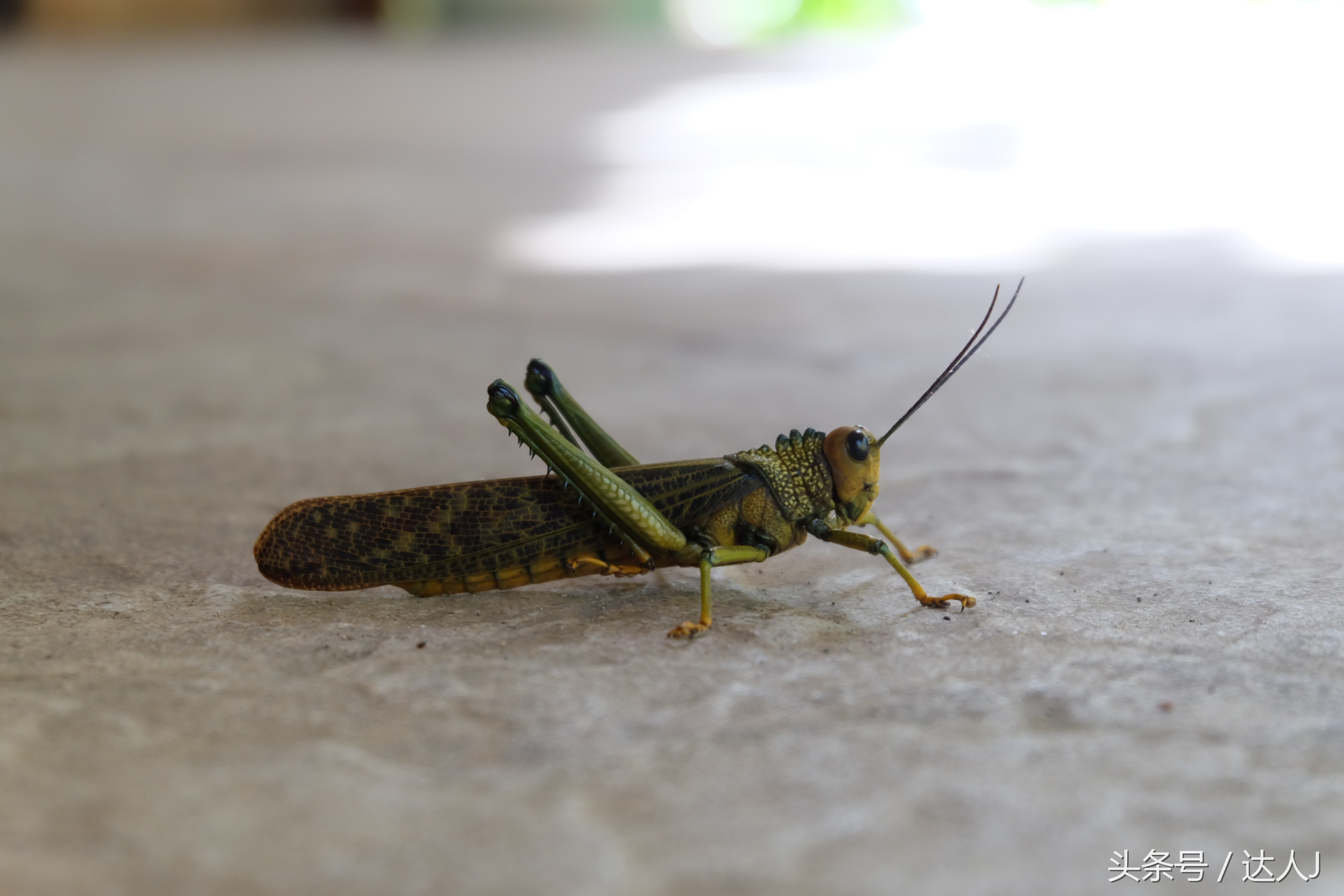 巴拿马更安全还是巴哈马更安全,巴拿马和巴哈马是一个国家么