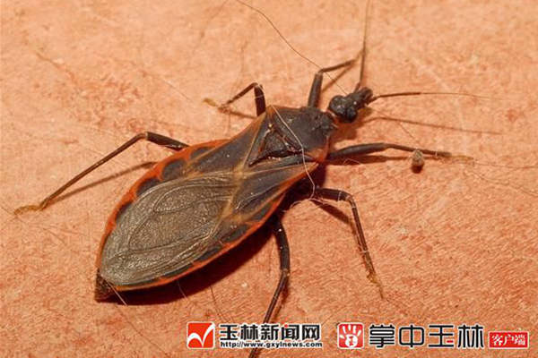 淡定!锥蝽没那么可怕