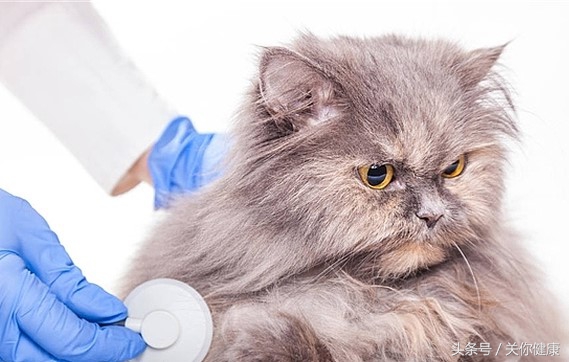 弓形虫是细菌感染吗,弓形虫是寄生虫吗