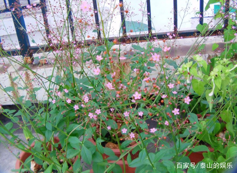 假人参故事,假人参的药用价值是什么