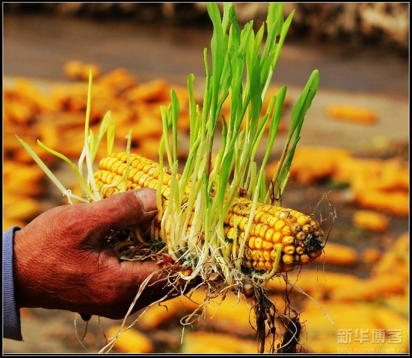 霉菌毒素的危害和解决方案,霉菌毒素的危害是什么