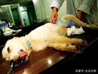 狗狗中暑怎么办最快最有效,狗狗中暑症状和解救方法