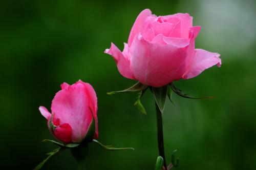 蔷薇杆什么时候嫁接月季最好,正确嫁接果树方法