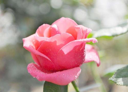 蔷薇杆什么时候嫁接月季最好,正确嫁接果树方法