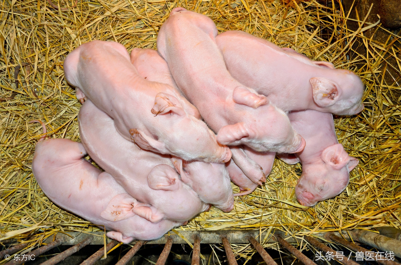 如何给猪补充微量元素？污染环境的方法绝对不能用！