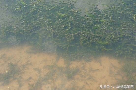 小龙虾伊乐藻春季管理,轮叶黑藻养殖小龙虾技术管理