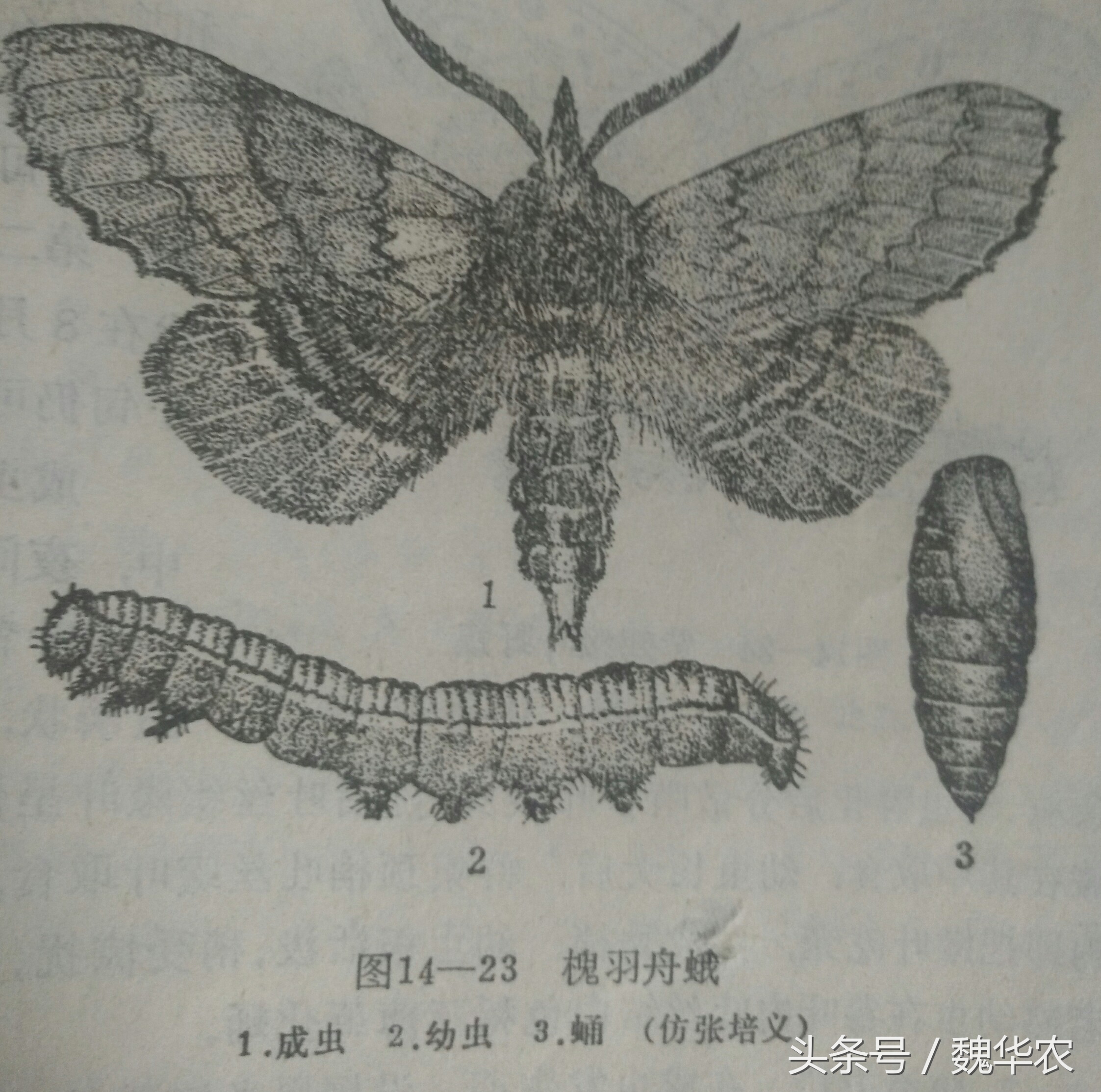 不打农药蚜虫怎么处理,不打农药如何防治害虫