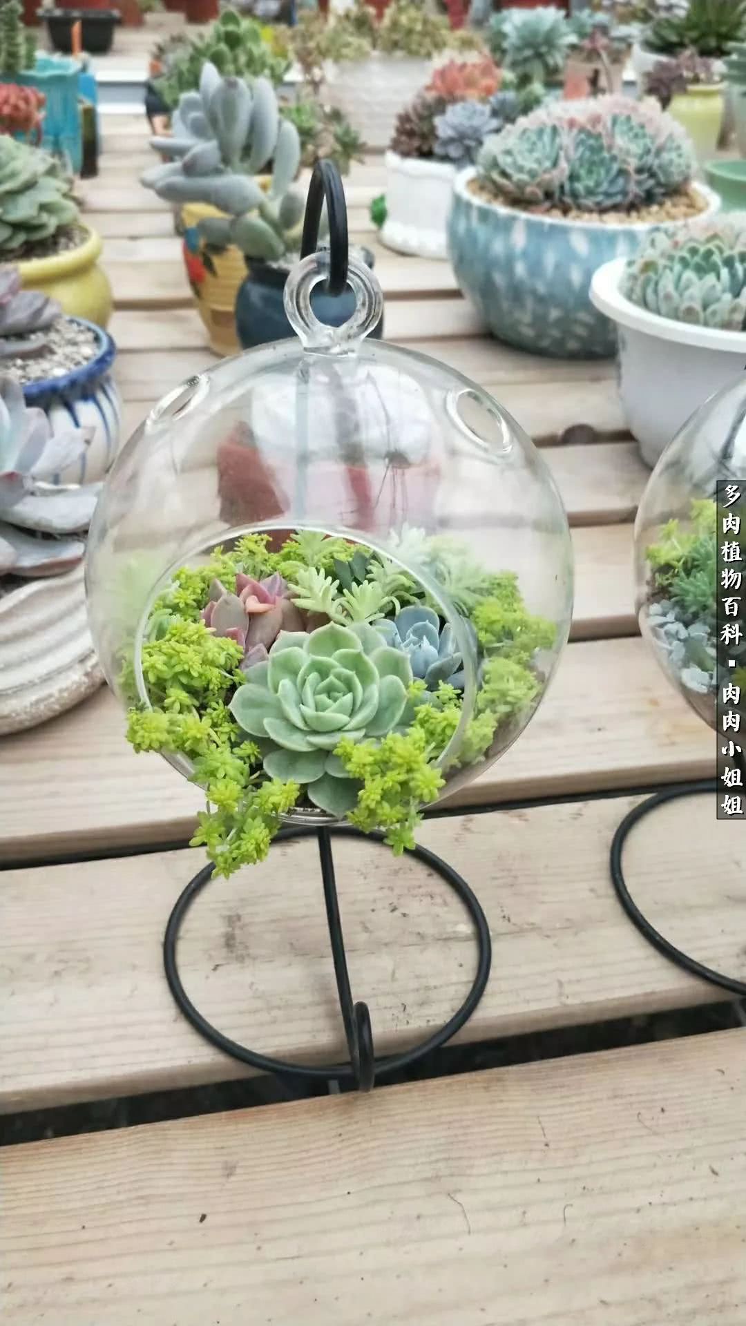 爱“肉”的川妹子入了巨坑！终于把爱好变成了事业！