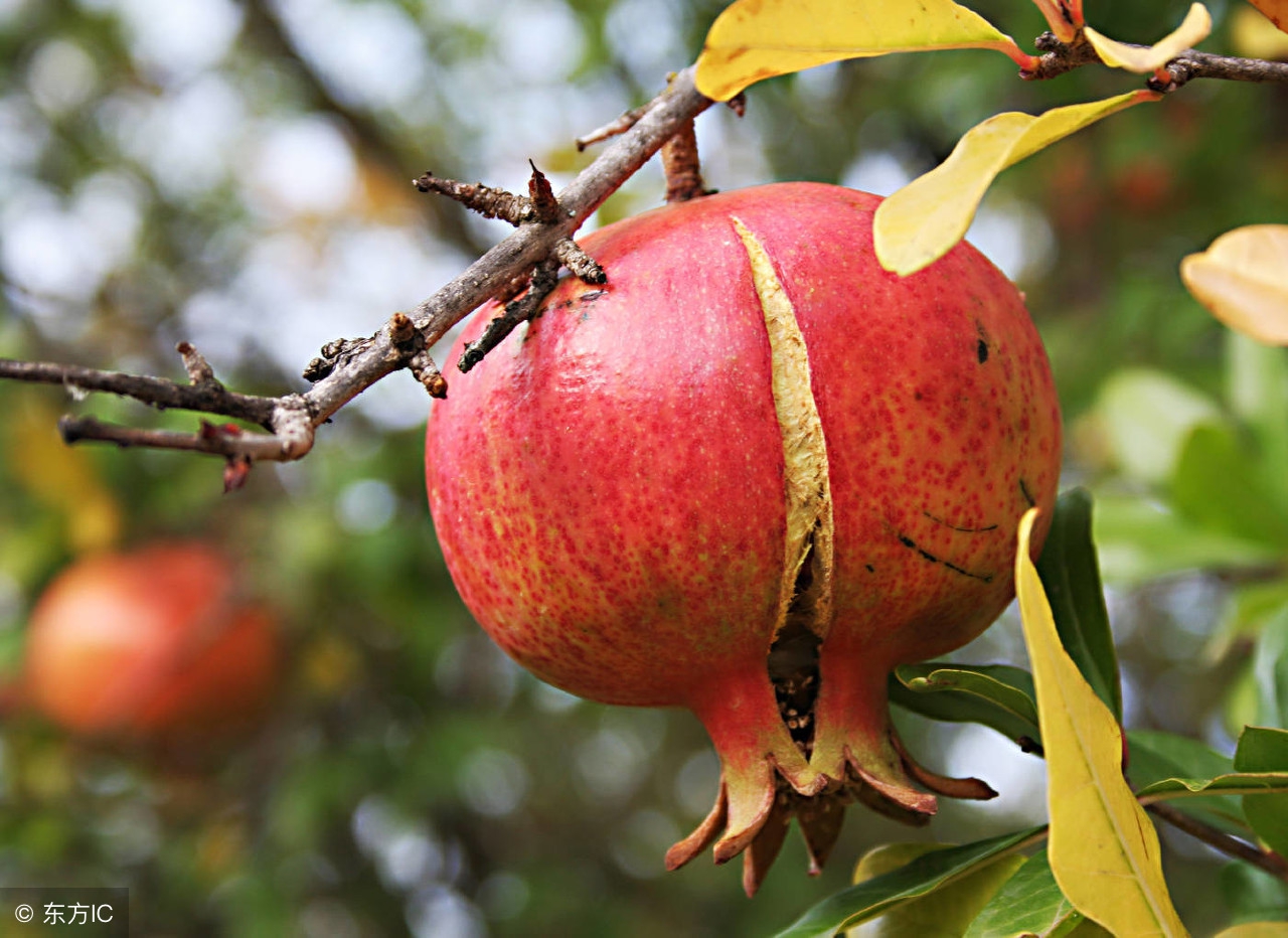 石榴树容易裂么,石榴树容易得什么病