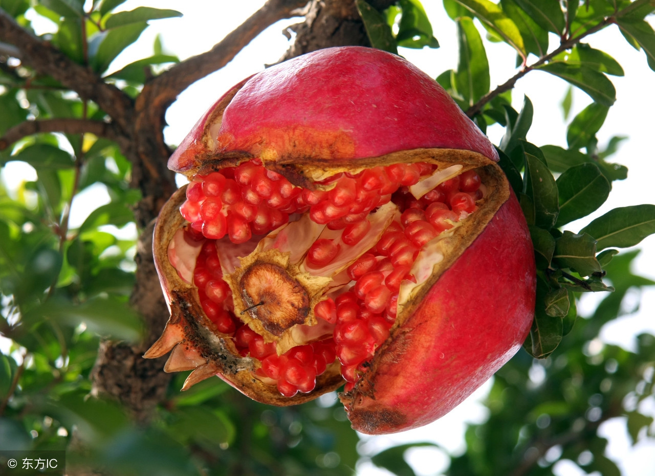 石榴树容易裂么,石榴树容易得什么病