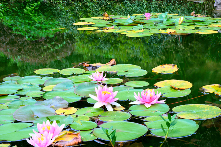杭州西湖竹涧庭民宿踏春之旅,杭州民宿客栈里的美景攻略
